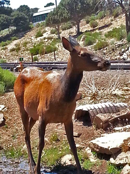 Got real close to an elk up there.